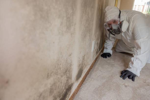 Professional Mold Removal Services in San Jose, CA